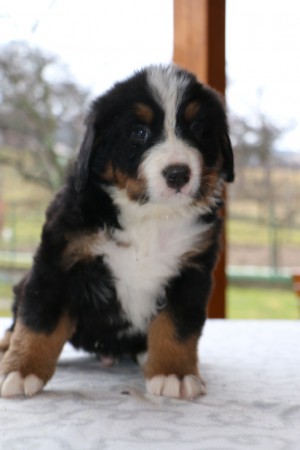 PSÍK ♂ 3 - CHILLI